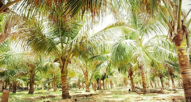 Lagos State Government Plans to Establish 500-Hectare Coconut Plantation