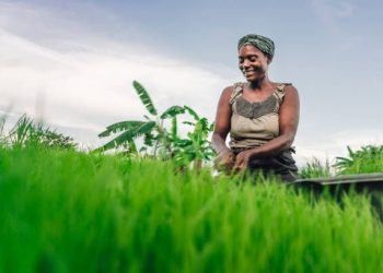 ActionAid Urges FG On Investment In Agriculture Processing